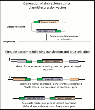 GENERATION OF STABLE CELL LINES