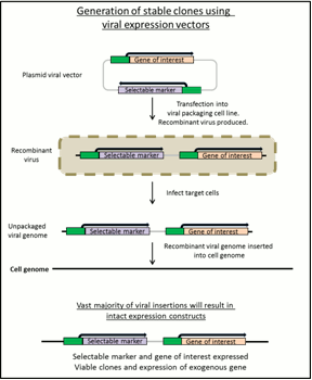 GENERATION OF STABLE clones using viral expressions vectors